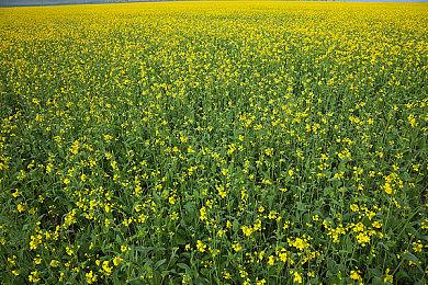 击杀NPC将被通缉，开放世界武侠《武林志2》8月12日开启Steam体验测试